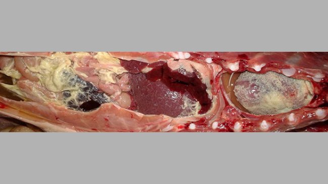 Polisierosite fibrinosa in un suinetto in svezzamento