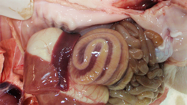 L'edema del mesocolon è tipico di ICD