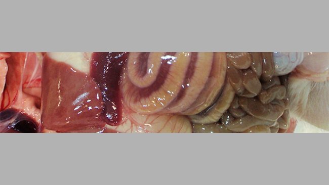 L'edema del mesocolon è tipico di ICD