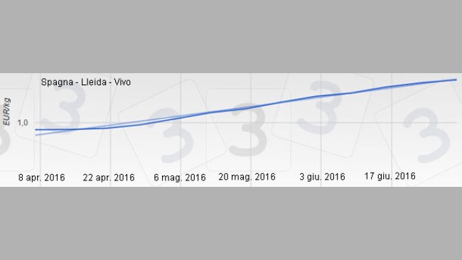 Precio porcino en Espana