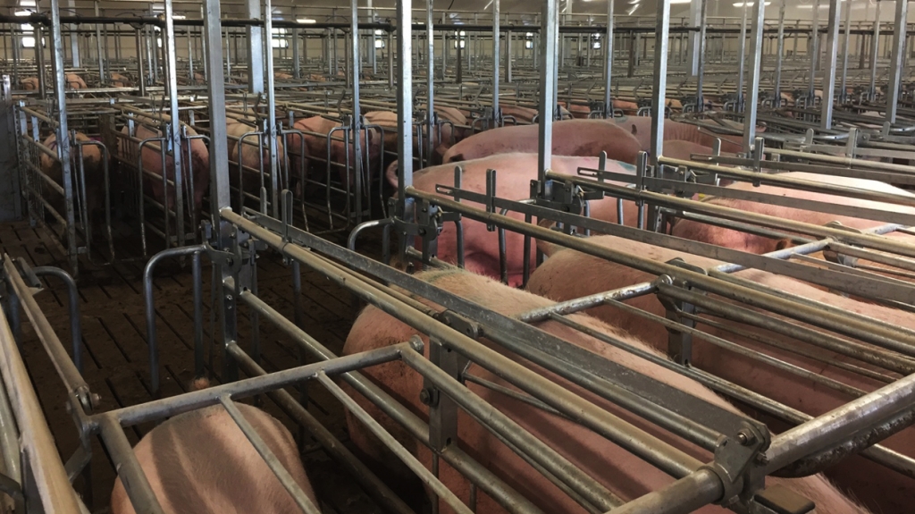 Las cerdas destetadas esta semana, siendo preparadas para la inseminación por lotes.