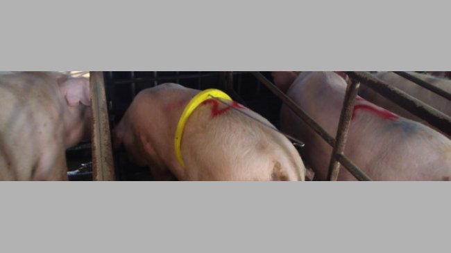 Un povero maschio troppo giovane e con poca libido ed inoltre sta davanti alla scrofa in calore, ma sta dormendo...