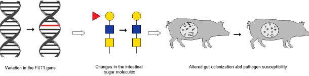 La catena degli eventi associati alla variazione nel gene FUT1 nelle variazioni intestinali e nelle alterazioni  delle colonizzazione e della sensibilità ai patogeni
