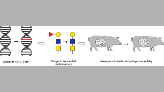 La catena degli eventi associati alla variazione nel gene FUT1 nelle variazioni intestinali e nelle alterazioni delle colonizzazione e della sensibilità ai patogeni
