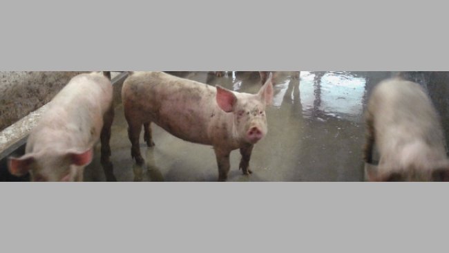 Magroni sporchi prima 2