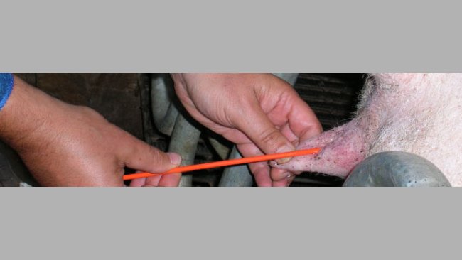 Inseminazione post-cervicale nelle scrofe