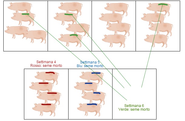 Celos primerizas