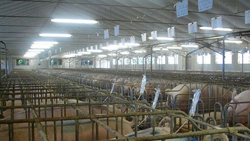 Inseminazione con molle
