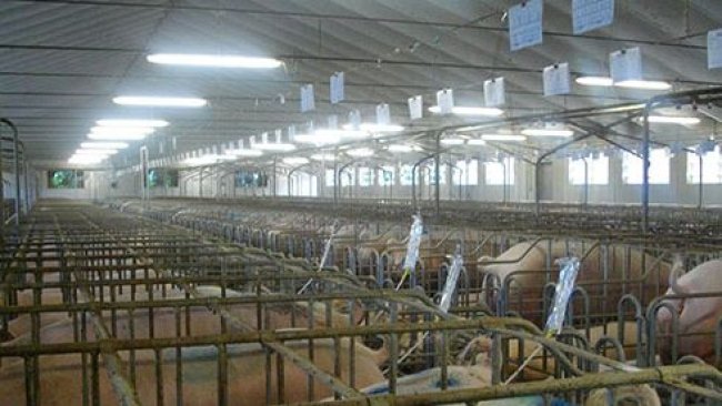 Inseminazione con molle