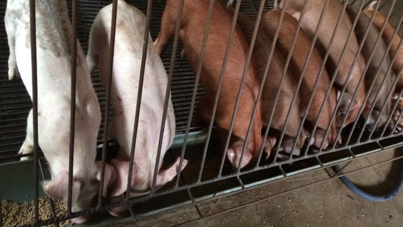 Management dell'alimentazione in svezzamento