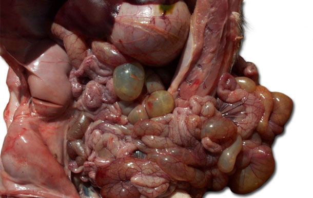 Figura 3. Necropsia de suinetto, dilatazione delle anse intestinali 