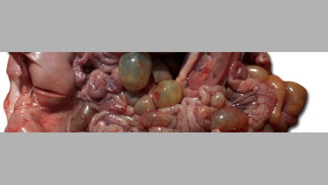 Necropsia di un suinetto colpito, notare anse intestinali dilattate del piccolo e grosso intestino