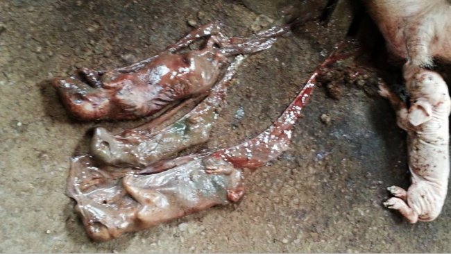 Mummificati di diverse dimensioni da parvovirus e parto precoce da PRRS nella zona gestazione