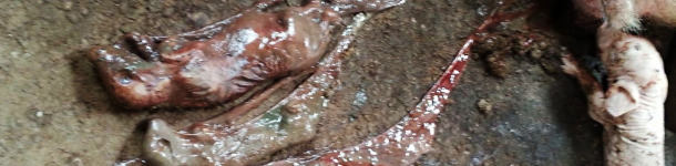 Mummificati con diverse dimensioni da parvovirus e parto precoce da PRRS in zona gestazione