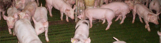 Nelle ultime decadi il grado di tecnicizzazione e l'evoluzione dei sistemi produttivi a tutti i livelli è stato costante