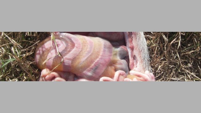Edema del mesocolon causato da E.  1