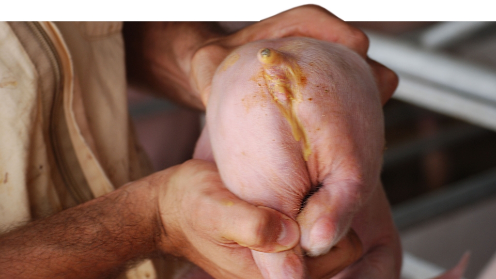 Diarrea neonatale causata da E. Coli. (Cortesía Dr Hector Patullo)