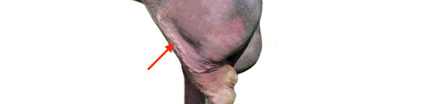 Presenza di vene varicose nel verro