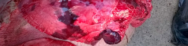 Lesioni alla necroscopia, compatibili con polmonite enzootica, influenza, PRRS ed altre complicanze batteriche