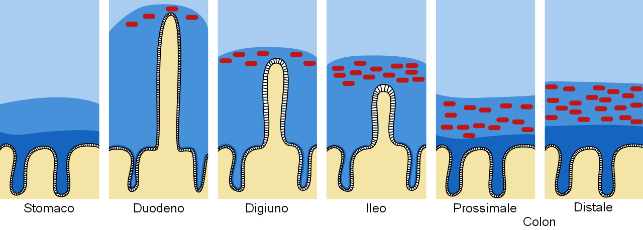 Barrera de moco y mucina en el tracto intestinal