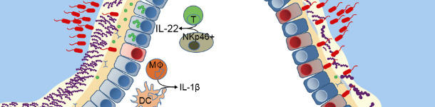 Difese di una mucosa sana o con disbiosi