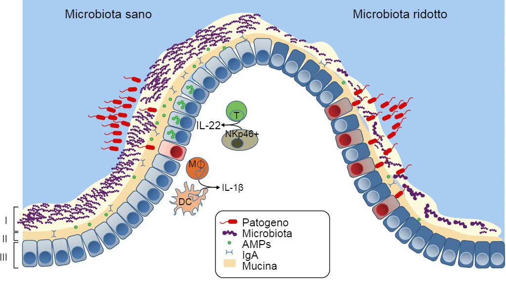 Difese di una mucosa sana o con disbiosi