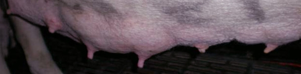 Differenza visiva tra le ghiandole utilizzate e non a 7 giorni di lattazione