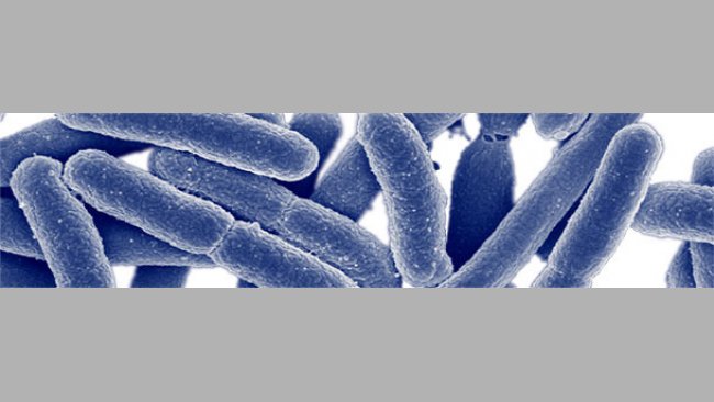 Bacterias