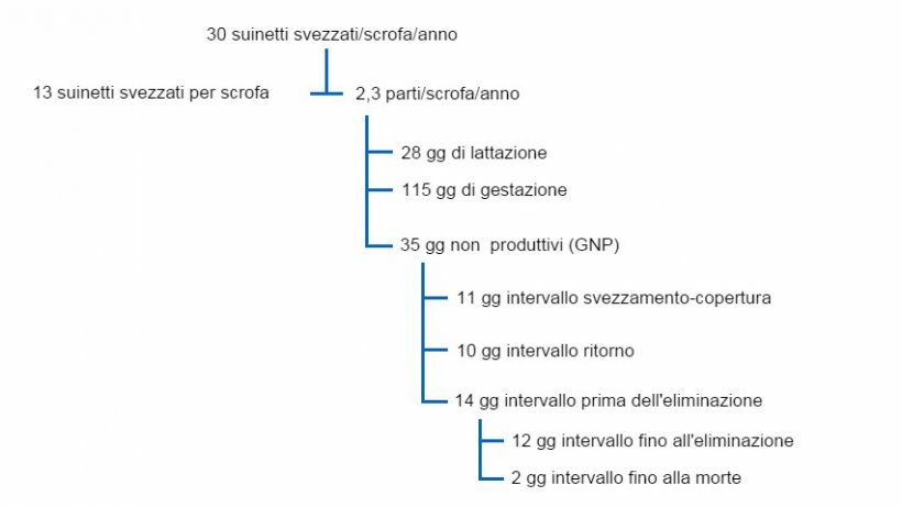 Fig. 1 Intervalli tra i GNP ed altri fattori produttivi in un albero della produttivit&agrave; per 30 suinetti svezzati/scrofa/anno
