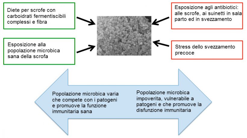 Figura 2. Fattori che influenzano lo sviluppo di un sano microbiota.
