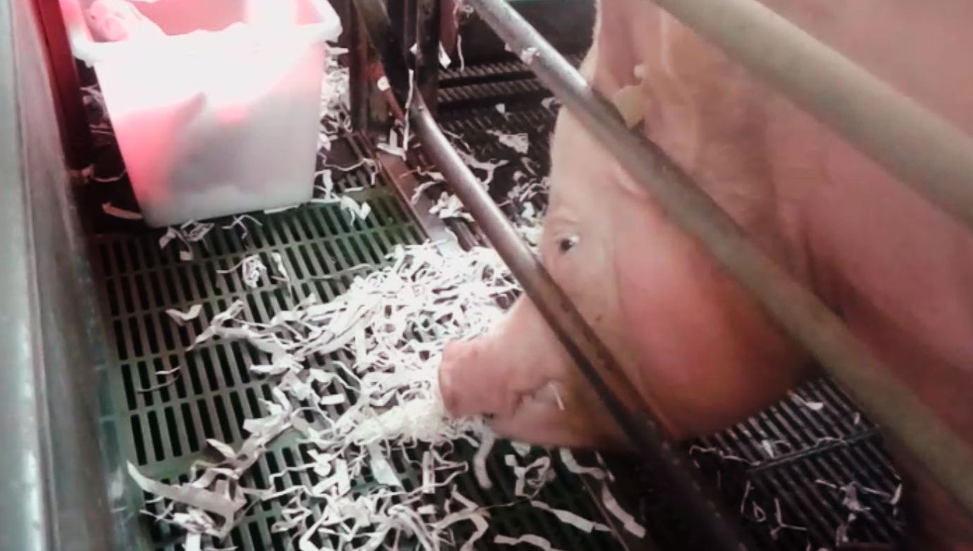 Carta somministrata alla scrofa come miglioratore del benessere.
