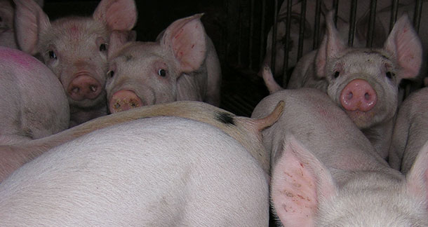 Suinetti in svezzamento
