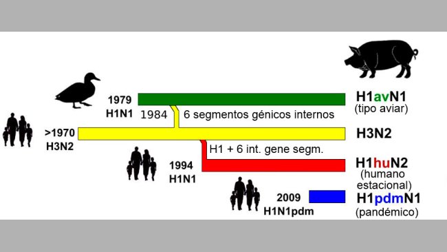 Figura 1. Storia ed origine dei virus dell'influenza suina tipo A (IAV) che attualmente circolano in Europa. Si noti che nessuno di questi IAV suini hanno la loro origine nel suino.