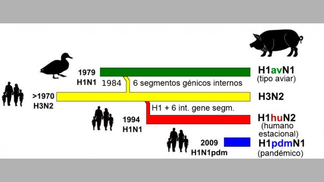 Figura 1. Storia ed origine dei virus dell&#39;influenza suina tipo A (IAV) che attualmente circolano in Europa. Si noti che nessuno di questi IAV suini hanno la loro origine nel suino.
