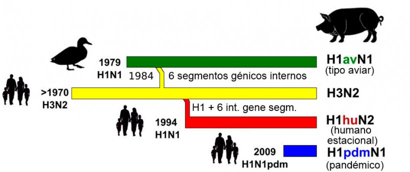 Figura 1. Storia ed origine dei virus dell&#39;influenza suina tipo A (IAV) che attualmente circolano in Europa. Si noti che nessuno di questi IAV suini hanno la loro origine nel suino.
