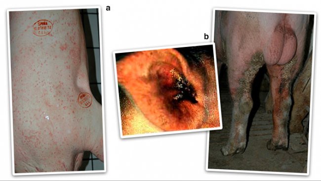 Figura 2. Forma allergica o eritematosa (papule e zone arrossate sulla pelle) (a) e forma cronica o ipercheratosica (b).
