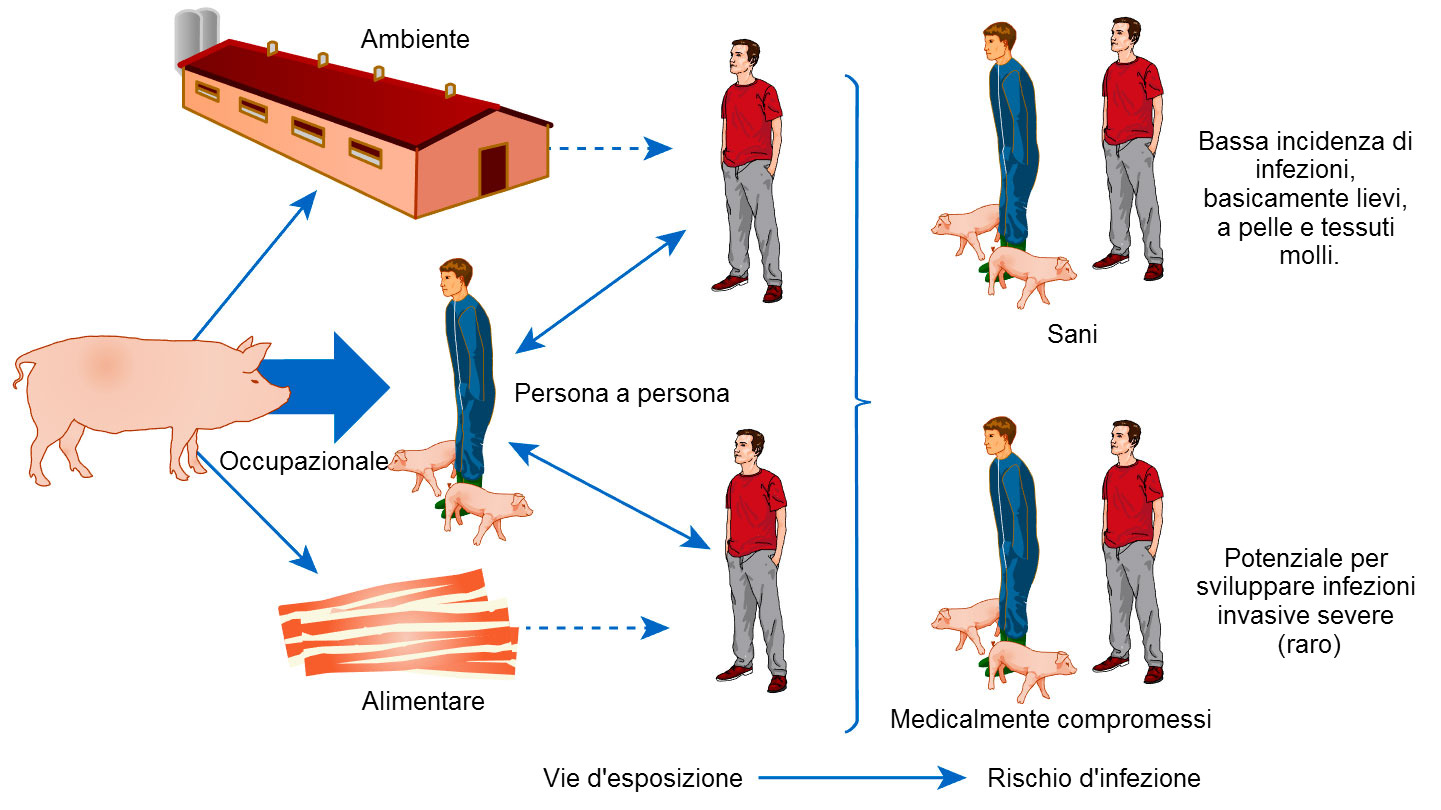 Modello concettuale delle vie di esposizione e rischi dinfezione da S. aureus associati agli animali dallevamento