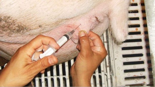 Somministrazione di prostaglandine alla scrofa 1