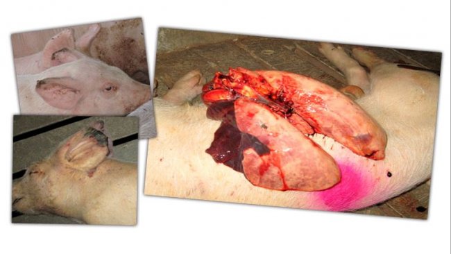 Immagine 2: Lesioni all'ingrasso: necrosi alla punta delle orecchie e polmonite nei lobuli craniale e mediale.