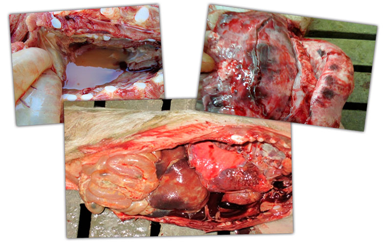 Immagine 1: Lesioni nella cavit&agrave; toracica in svezzamento: edema pericardico, lesioni multifocali polmonari ed infezione setticemica con quadro respiratorio e digestivo.
