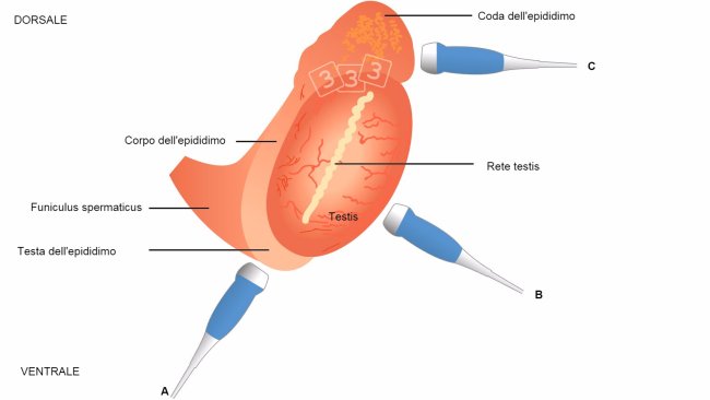 Fig. 4: IIlustrazione schematica della topografia del testicolo e dell'epididimo nel verro, con posizionamento suggerito del transduttore per la valutazione della testa dell'epididimo (= testa, a), corpo (b) e coda (= coda; La testa e la coda si osservano meglio con immagini longitudinali e trasversali al corpo ( Kauffold et al., 2011). 