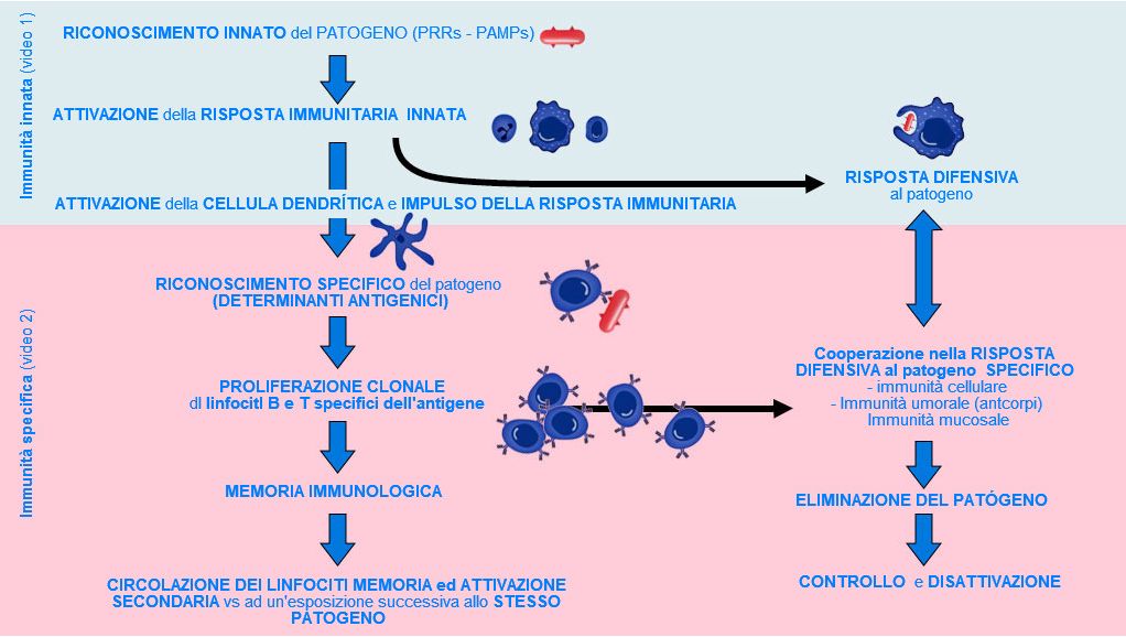Figura 1. Fase di inizio, attivazione e progressione dell'immunit&agrave; innata e specifica contro un patogeno
