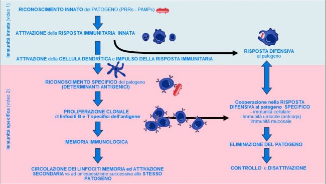 Figura 1. Fase di inizio, attivazione e progressione dell&#39;immunit&agrave; innata e specifica contro un patogeno
