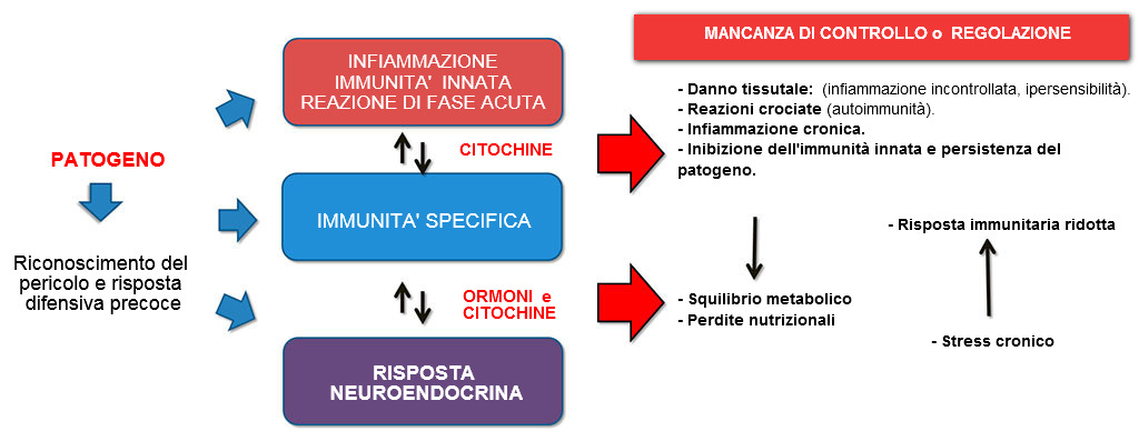 Interazione tra immunità e risposta neuroendocrina nellevoluzione non controllata dellinfiammazione 