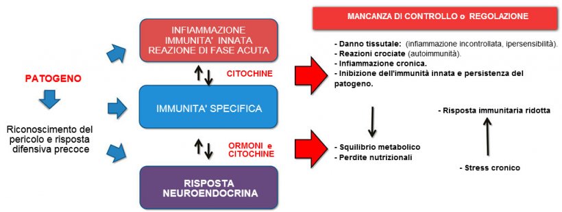 Figura 2b: Interazione tra immunit&agrave; e risposta neuroendocrina nell&#39;evoluzione non controllata della immunit&agrave; / infiammazione: l&#39;infiammazione cronica o l&#39;infezione persistente sono associate a disturbi metabolici.

