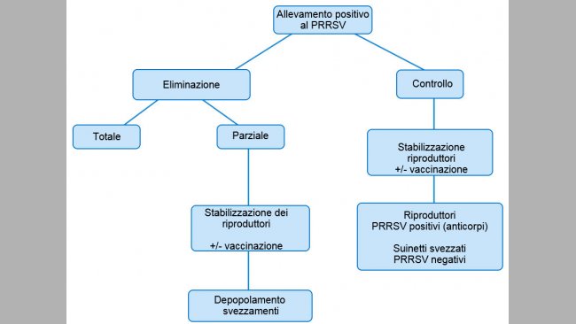 Figura 1. Vista esquemática de los distintos planteamientos en granjas PRRSV positivas