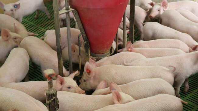 Suinetti in svezzamento