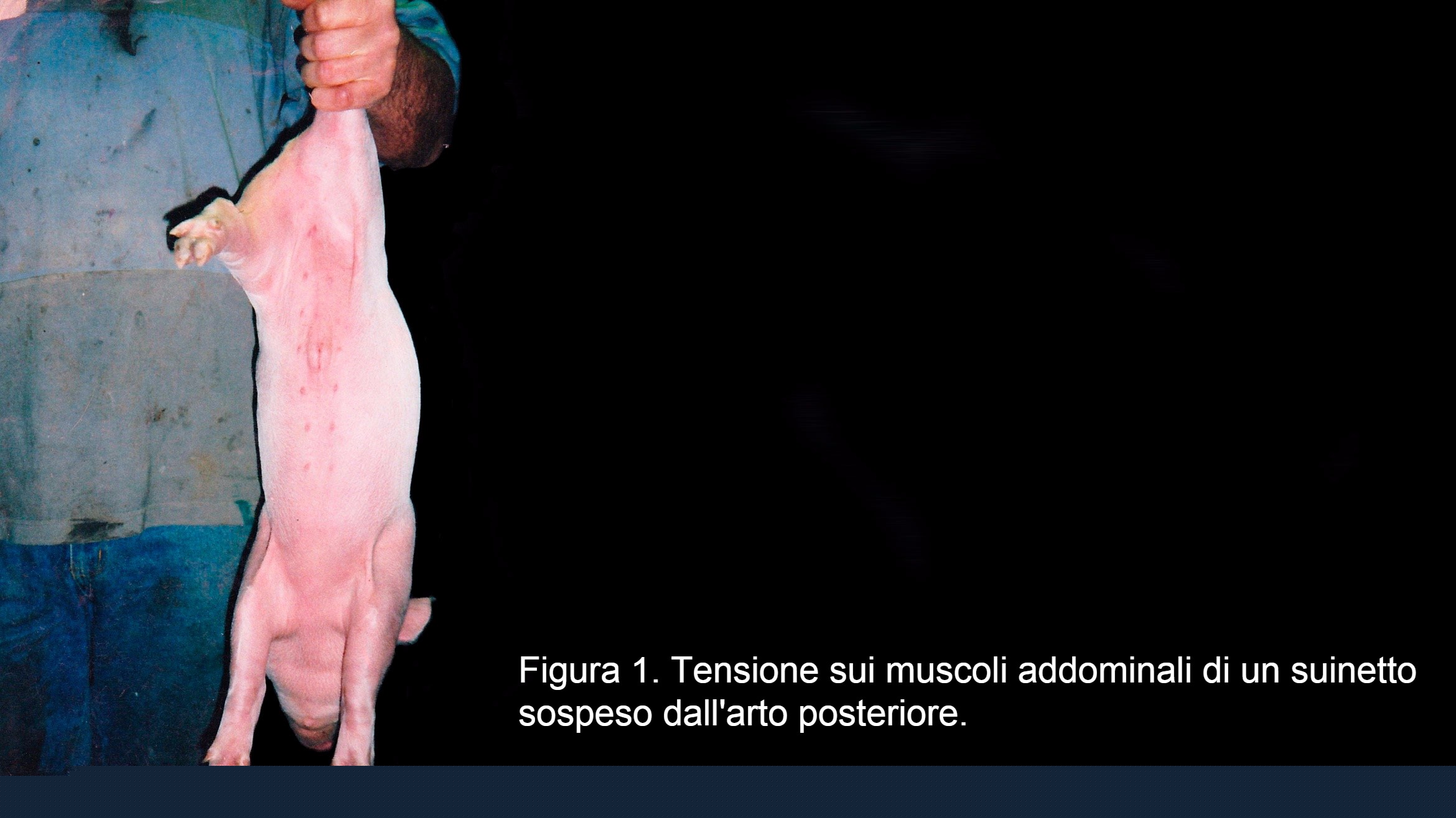 Tensioni sui muscoli addominali di un suinetto sollevato dallarto posteriore