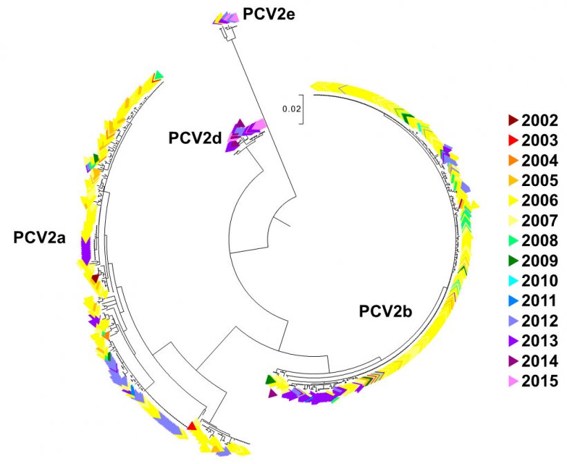 Figura 2. Albero filogenetico di massima verosimilitudine. Le 729 sequenze ORF2 del data base UMV-VDL PCV2 con codice di colore a seconda dell&#39;anno. Si osservano i genotipi.
