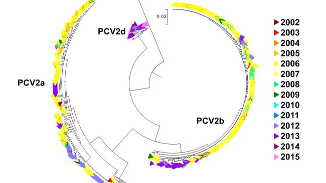 Figura 2. Albero filogenetico di massima verosimilitudine. Le 729 sequenze ORF2 del data base UMV-VDL PCV2 con codice di colore a seconda dell'anno. Si osservano i genotipi.